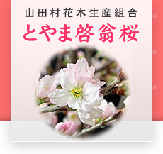 とやま啓翁桜｜富山県「山田村花木生産組合」
