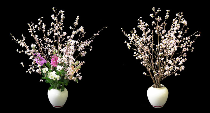 富山から、ひと足早い春をお届けします