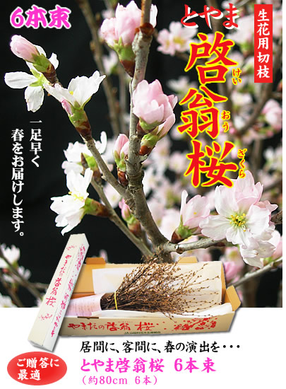 富山から、ひと足早い春をお届けします