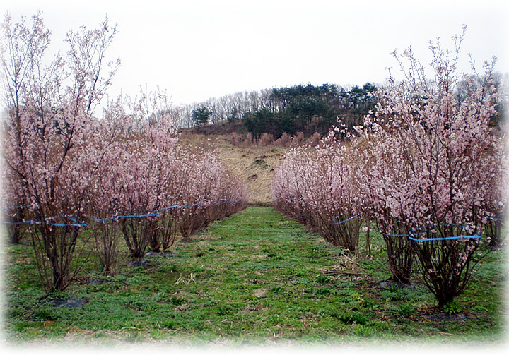 富山から、ひと足早い春をお届けします